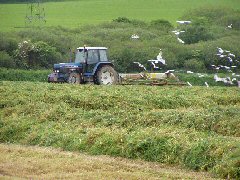 Farming in Cornwall