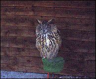 Screech Owl Sanctuary